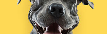 Funny Pitbull Portrait