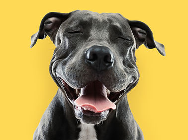 Funny Pitbull Portrait
