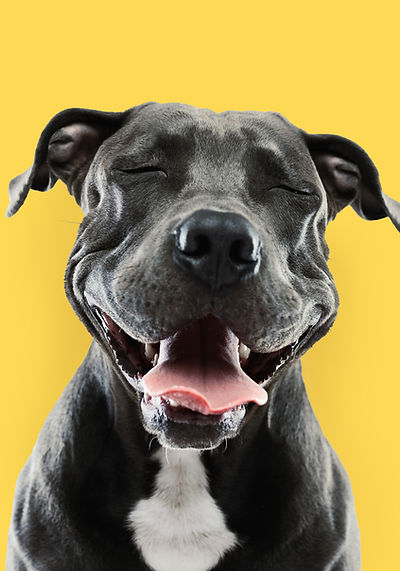 Smiling Dog Portrait