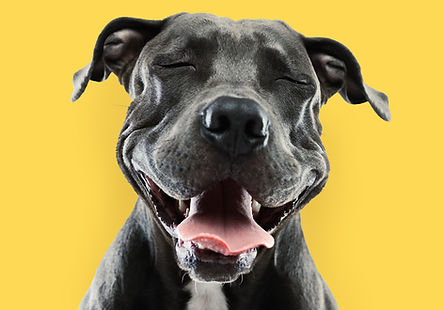 Dog article 2