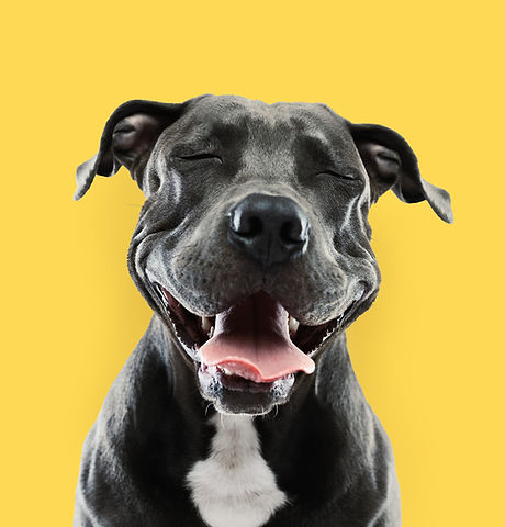 Funny Pitbull Portrait