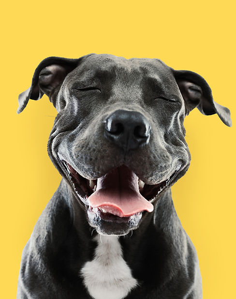 Funny Pitbull Portrait