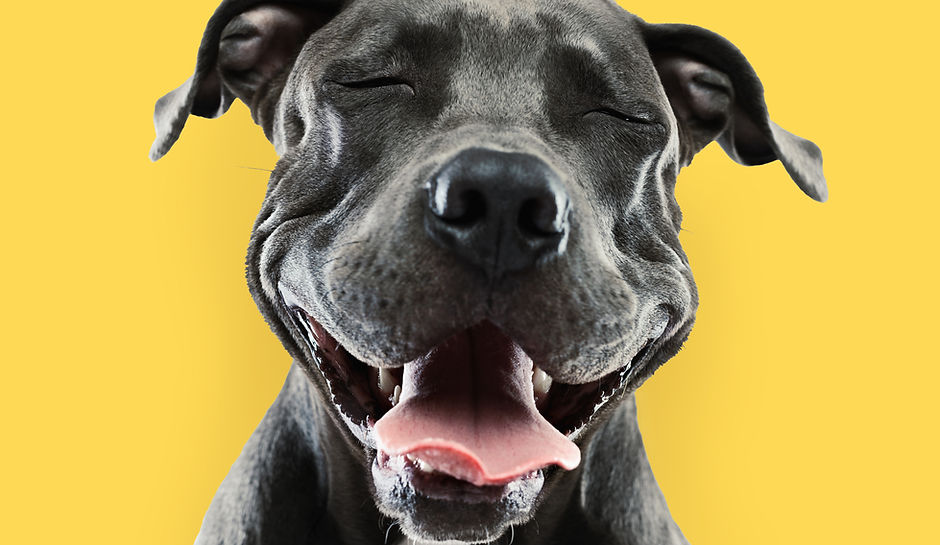 Funny Pitbull Portrait