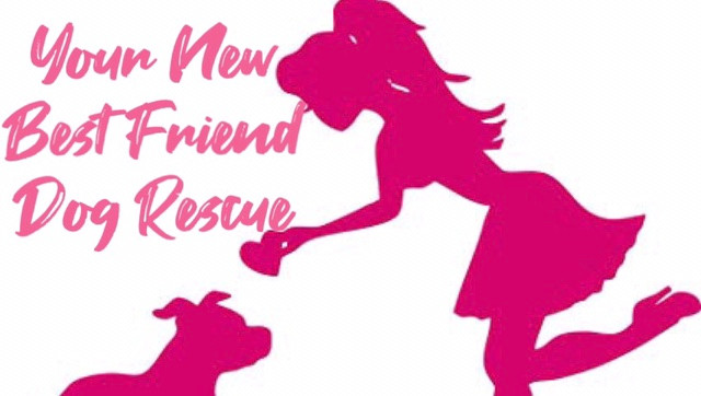 Home | NJ Rescue | Your New Best Friend Dog Rescue Home | NJ Rescue | Your New Best Friend Dog Rescue