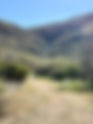 Arizona: Creosote Foraging Hike