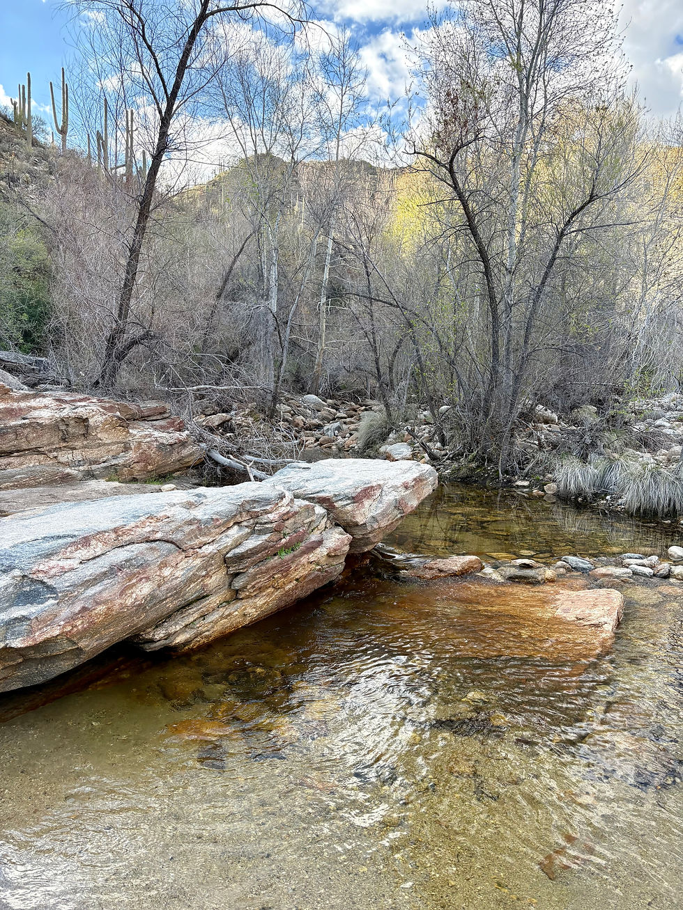 Arizona: Sabino Creek