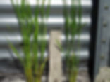 riso con quantum freebioenergy