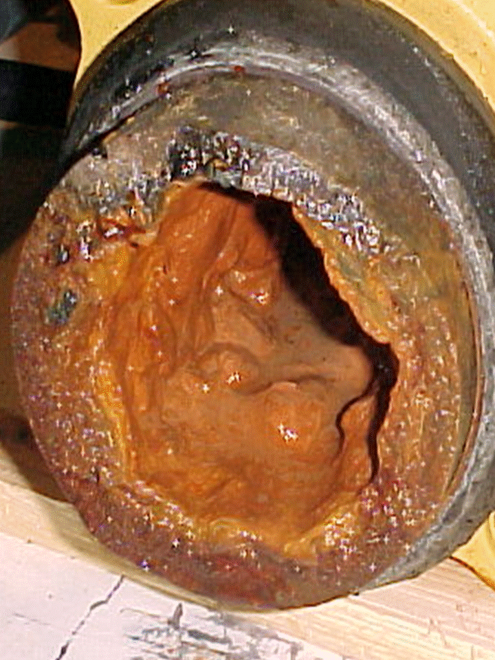 biofilm, calcare