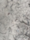IMG_2263.jpeg