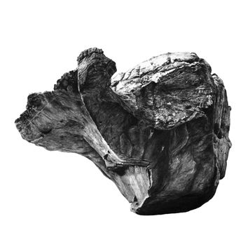 Ammagamma square.jpg