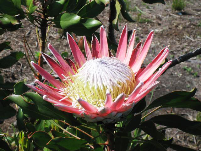 Kirstenbosch---king-protea.jpg