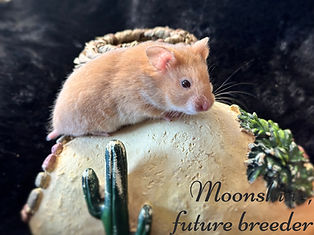 Moonshine_edited.jpg