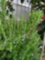 Rosmarin (Salvia rosmarinus)