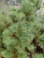 Colakraut/Eberraute (Artemisia abrotanum)