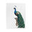 Thumbnail: Elegant peacock illustration