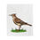 Thumbnail: Eurasian Skylark bird on plush blanket