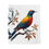 Thumbnail: Colorful bird perched on branch