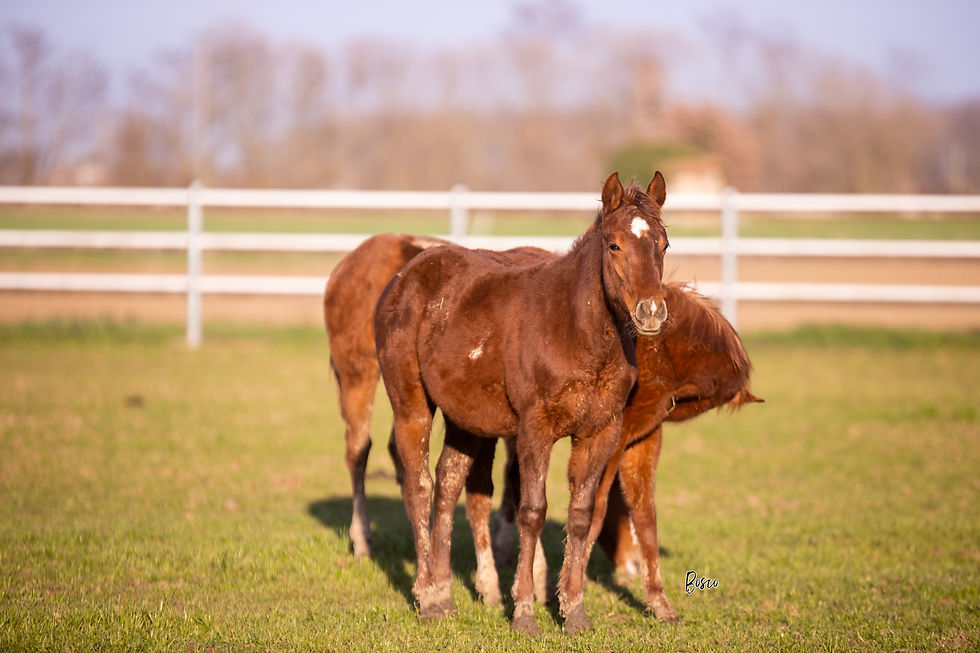 Miniatura: CD VOODOO TRASHY