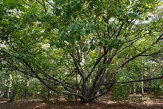 MagoonCreek DSC01517.JPG