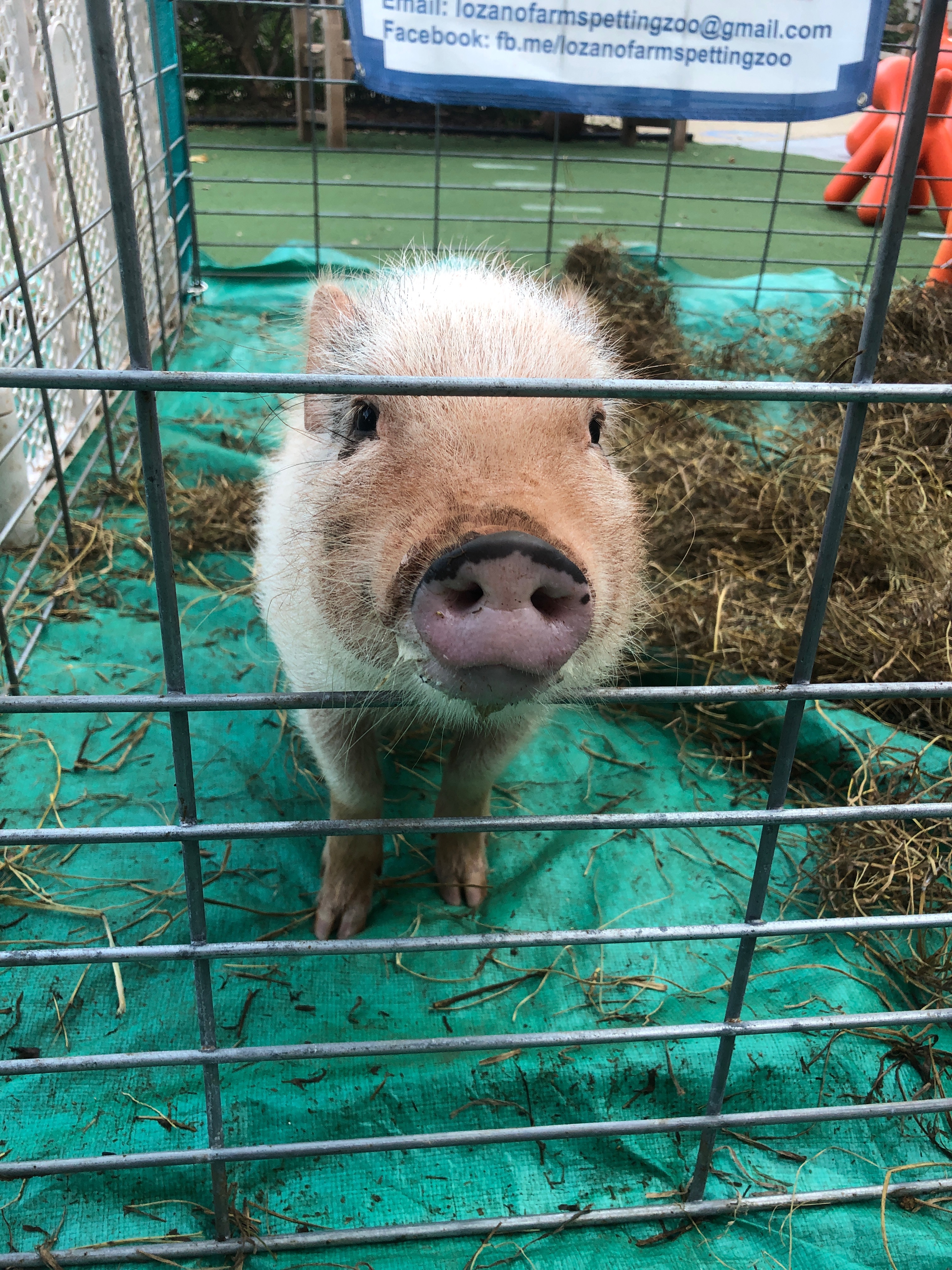 Home Lozano Farms Mobile Petting Zoo