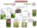 Thumbnail: WILD FLOWER FLOWCHARTS