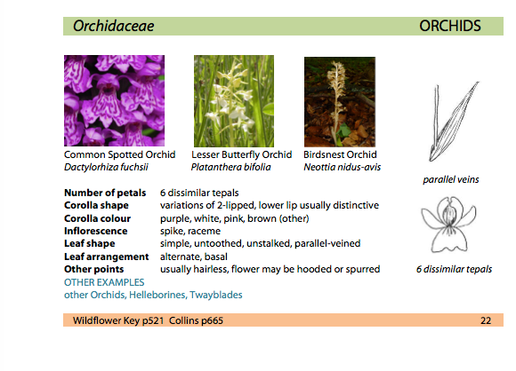 Thumbnail: POCKET GUIDE TO WILDFLOWER FAMILIES