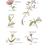 Thumbnail: POCKET GUIDE TO WILDFLOWER FAMILIES
