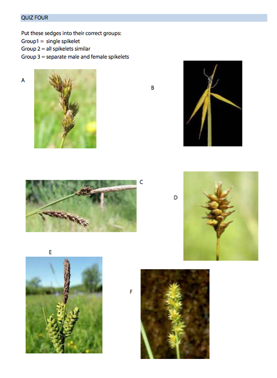 Thumbnail: START TO IDENTIFY SEDGES & RUSHES