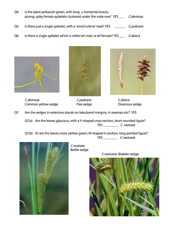 Thumbnail: START TO IDENTIFY SEDGES & RUSHES