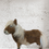 Thumbnail: Miniature Shetland Pony 🐴 