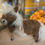Thumbnail: Miniature Shetland Pony 🐴 