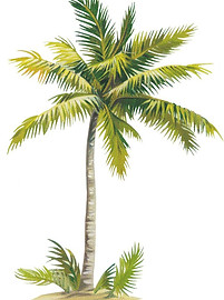 Palm Tree Drawing.jpeg