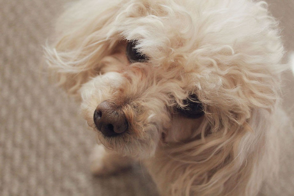 Lucie circa 2019 IMG_2884.jpeg