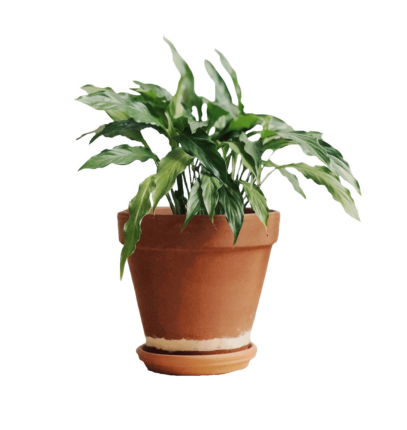 Better Homes & Gardens | Dani Ochoa