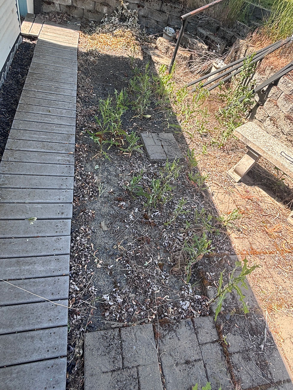 Pavement before.jpeg