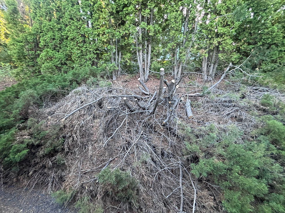 Bush removal before.jpeg