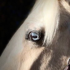 hollyauge okt.21.jpg