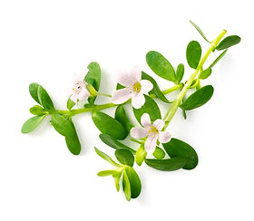 BACOPA.jpg