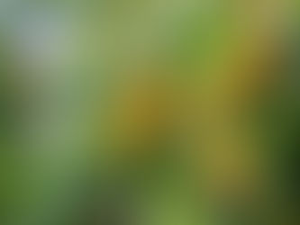 渋柿を甘くする(マルコ6:1-6a)　20241124