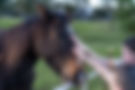 horse-being-patted-by-two-children-2023-11-27-05-12-57-utc.jpg