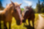 close-up-of-horses-looking-at-camera-high-sierra-2024-06-12-20-15-43-utc.jpg