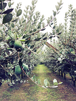 feijoas2019