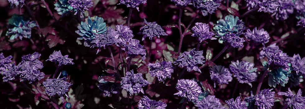 Keena_Lily_Detail1 copy.png