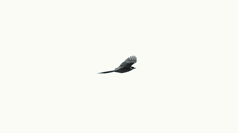 BlackBird