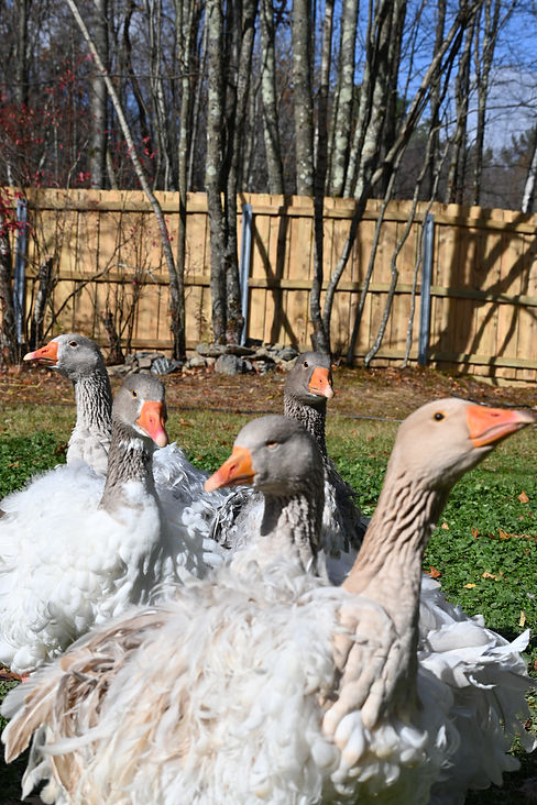 DSC_1142.JPG