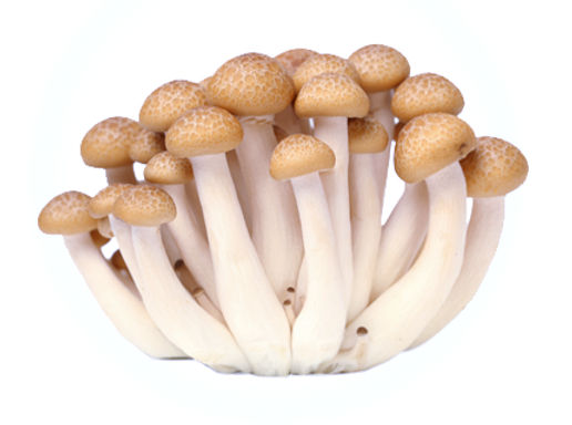 Journey Back to Self Ceremony  