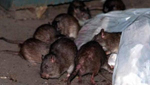 Copia de ratas