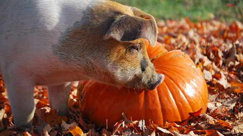 Pumpkins discarded by customers at the end of the fall season are donated to local animal non-profit recues to feed their pigs.