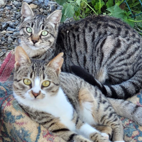 Zusammenführung von Katzen: Wie Dir die Vergesellschaftung mit einem neuen Kätzchen gelingt