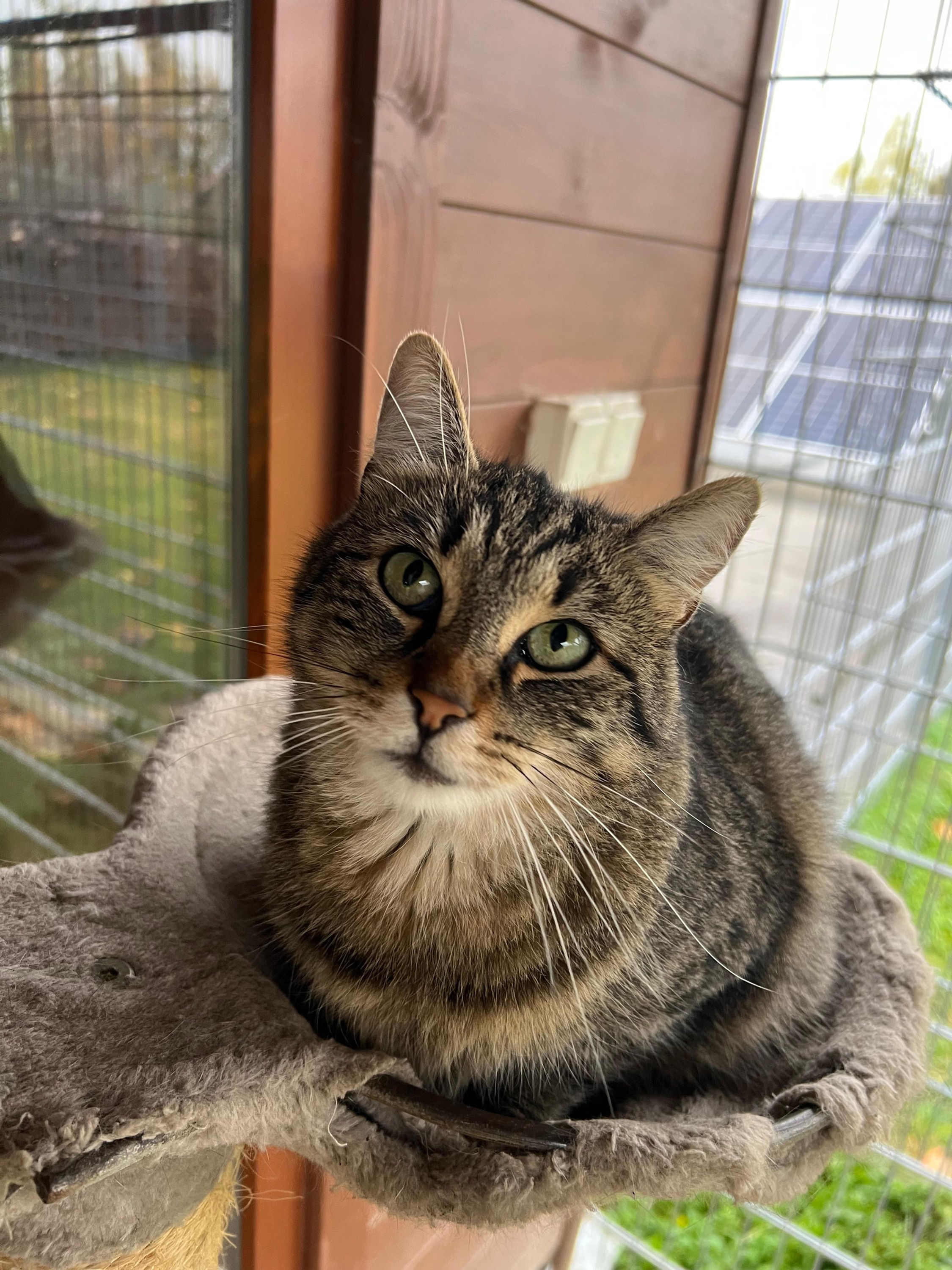 Mocca  - geb. 07.2022